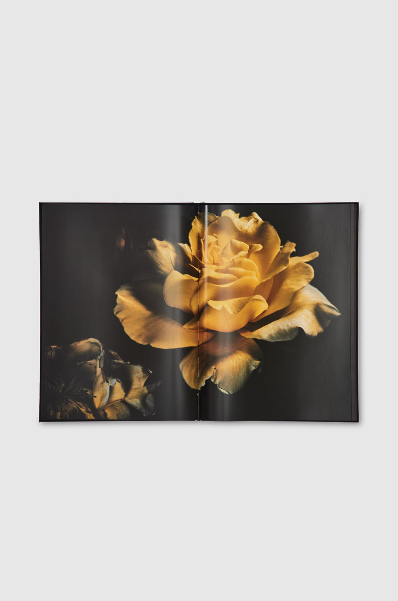 Visionaire, 40 Roses
